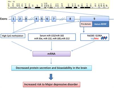 Blood Brain-Derived Neurotrophic Factor (BDNF) and Major Depression: Do We Have a Translational Perspective?